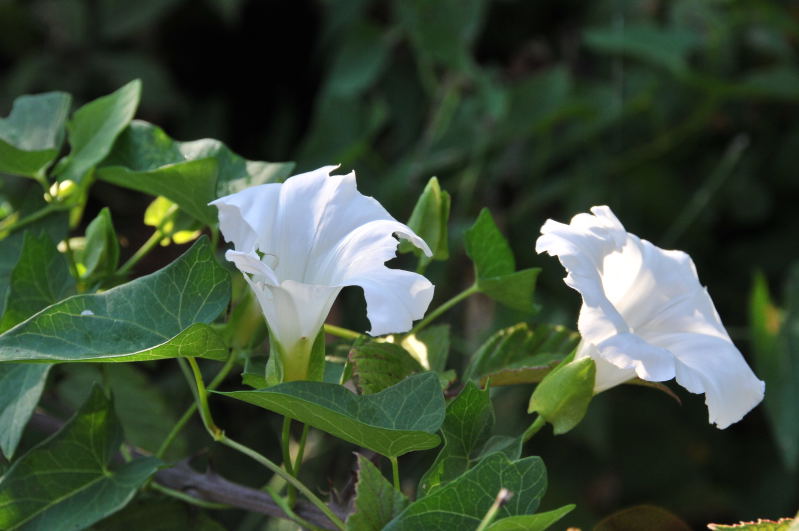 Calystegia sepium